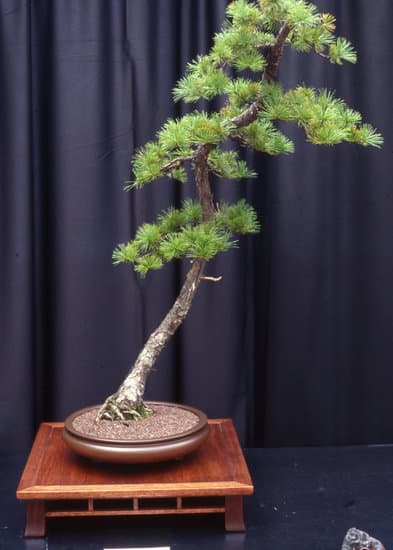 Come Creare Un Bonsai Di Castagno 1 passo dopo passo per un risultato straordinario