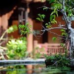 Dove Trovare Bonsai Ad Ancona Scopri i migliori bonsai ad Ancona presso i rinomati vivai della regione