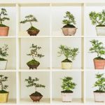 Come Curare Il Bonsai Olmo come curare il bonsai olmo passo dopo passo