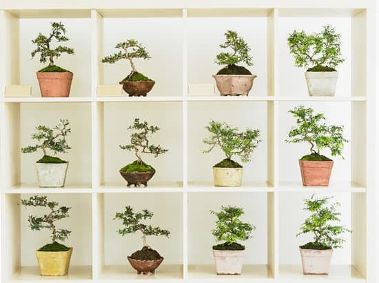 Come Curare Il Bonsai Olmo 1 come curare il bonsai olmo passo dopo passo