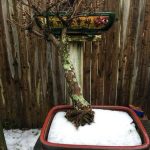 guida alla selezione di specie robuste e di facile cura