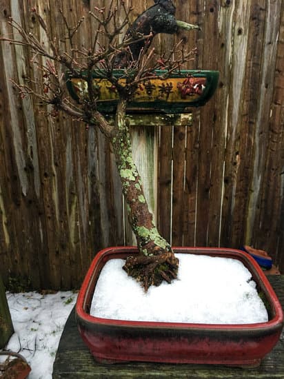 Quali Sono I Bonsai Piu Resistenti 1 guida alla selezione di specie robuste e di facile cura