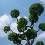 Scopri quanto bagnare il bonsai ginseng per una crescita rigogliosa e sana in pochi semplici passaggi