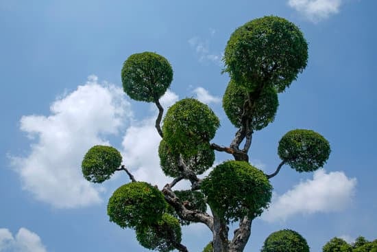 Scopri quanto bagnare il bonsai ginseng per una crescita rigogliosa e sana in pochi semplici passaggi