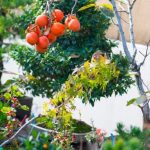 Quale E Il Significato Letterale Della Parola Giapponese Bonsai Scopri il significato letterale di Bonsai, l'arte giapponese della cura delle piante in miniatura