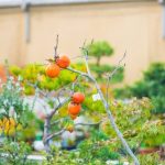 Dove Nasce Il Bonsai Scopri la magia di Dove Nasce il Bonsai e lasciati incantare dalla sua bellezza unica