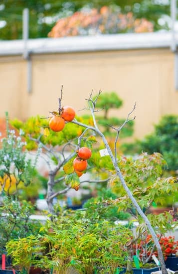 Scopri la magia di Dove Nasce il Bonsai e lasciati incantare dalla sua bellezza unica