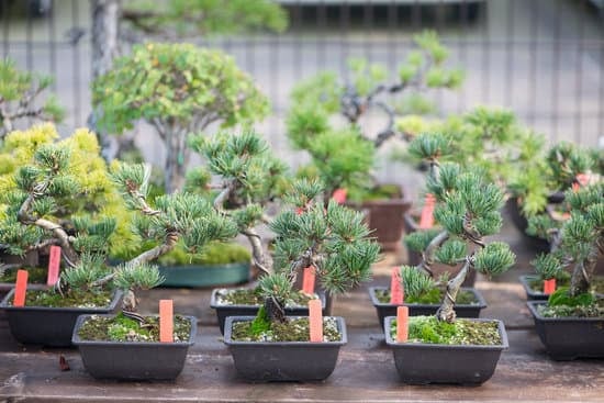 Come Si Innaffiare Una Pianta Bonsai Quando Si 1 Per innaffiare correttamente una pianta bonsai, verifica l'umidità del terreno con il dito prima di procedere