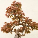 Come Seminare Olivo Bonsai passo dopo passo per realizzare il tuo mini albero