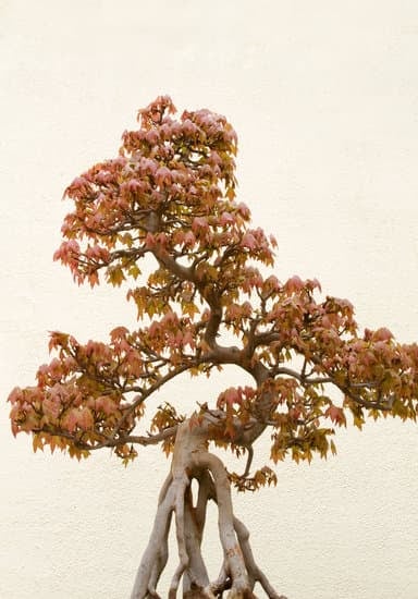 Come Seminare Olivo Bonsai 1 passo dopo passo per realizzare il tuo mini albero