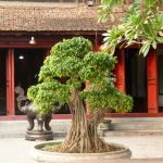 Come prendersi cura di un bonsai di ficus per mantenerlo sano e bello