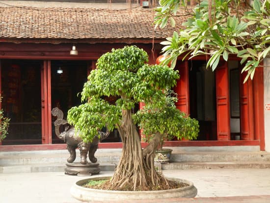 Come Tenere Un Bonsai Di Ficus 1 Come prendersi cura di un bonsai di ficus per mantenerlo sano e bello