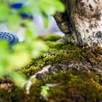 Cosa Fare Quando Bonsai Perde Foglie cure specifiche, controllo dell'umidità e posizione adeguata