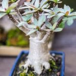 Quale Bonsai Ha Folie Piccole Scopri quali bonsai ha foglie piccole e crea un angolo verde unico nella tua casa