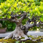 Come Pulire Le Foglie Di Un Bonsai spruzza delicatamente acqua e rimuovi la polvere con un pennello