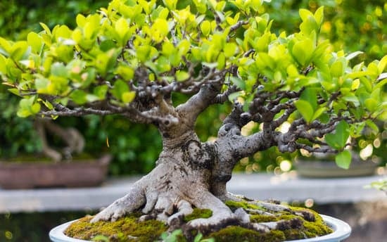 Come Pulire Le Foglie Di Un Bonsai 1 spruzza delicatamente acqua e rimuovi la polvere con un pennello