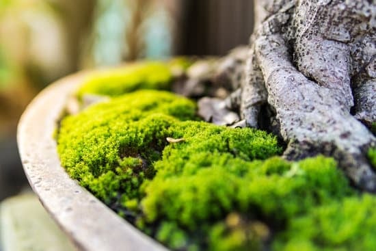 Scopri come si ottiene un bonsai con la giusta potatura e cura per la tua pianta