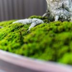 Come Si Mantenere Un Bonsai Di Ginseng luce diffusa, annaffiatura regolare e concime specifico