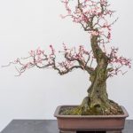 Come Creare Un Bonsai Da Un Limone consigli pratici e tecniche essenziali
