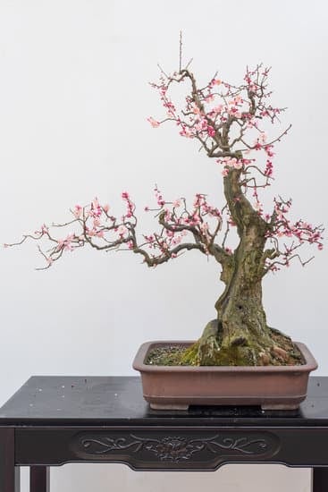 Come Creare Un Bonsai Da Un Limone 1 consigli pratici e tecniche essenziali