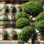 Come Far Diventare Un Albero Bonsai consigli pratici, cure e crescita in vaso