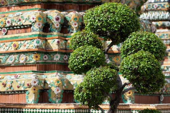 Come Far Diventare Un Albero Bonsai 1 consigli pratici, cure e crescita in vaso