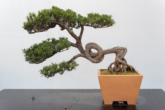 Come Curare Un Bonsai E Quando Travasarlo 1 Scopri come curare un bonsai e quando trapiantarlo per garantirne la salute e la crescita ottimale