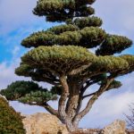 Scopri come imparare a fare i bonsai con semplici video tutorial online