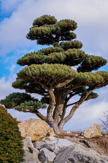 Scopri come imparare a fare i bonsai con semplici video tutorial online