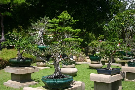 Come Vedere Se Un Bonsai E' Morto 1 Scopri come vedere se un bonsai è morto con semplici controlli di radici e rami