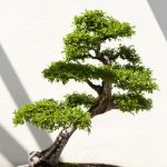 Come Pulire Foglie Bonsai Consigli utili su come pulire foglie bonsai per mantenerle sempre sane e splendenti