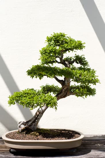Come Pulire Foglie Bonsai 1 Consigli utili su come pulire foglie bonsai per mantenerle sempre sane e splendenti