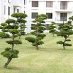 Come Scegliere l'Apice Nei Bonsai studia la forma, l'equilibrio e l'estetica delle piante per una scelta accurata