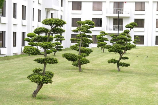 Come Scegliere l'Apice Nei Bonsai 1 studia la forma, l'equilibrio e l'estetica delle piante per una scelta accurata