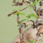 Come Far Riprendere Un Bonsai Secco Rivitalizza un bonsai secco con cure quotidiane e l'attenzione alle esigenze specifiche della pianta