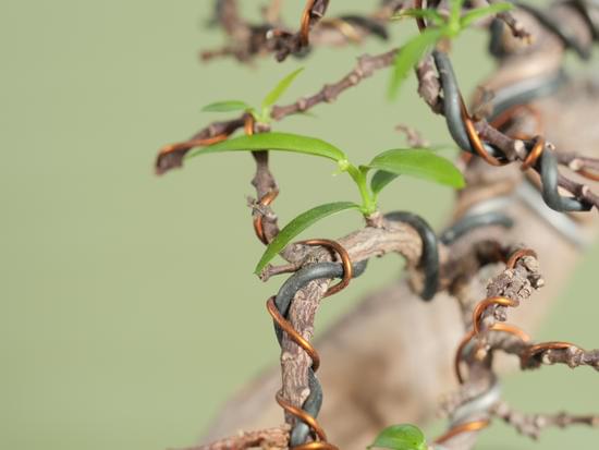 Rivitalizza un bonsai secco con cure quotidiane e l'attenzione alle esigenze specifiche della pianta