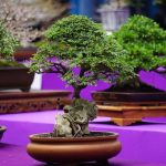 Quale Filo Bisogna Prendere Per Legare Il Bonsai assicurati di prendere il filo giusto