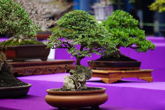 Quale Filo Bisogna Prendere Per Legare Il Bonsai 1 assicurati di prendere il filo giusto