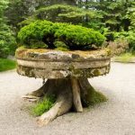 primavera e autunno sono i periodi ideali per la sua crescita