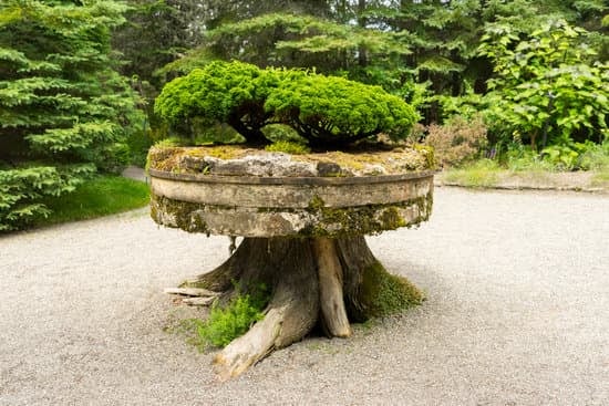 Quando Piantare Bonsai Glicine 1 primavera e autunno sono i periodi ideali per la sua crescita