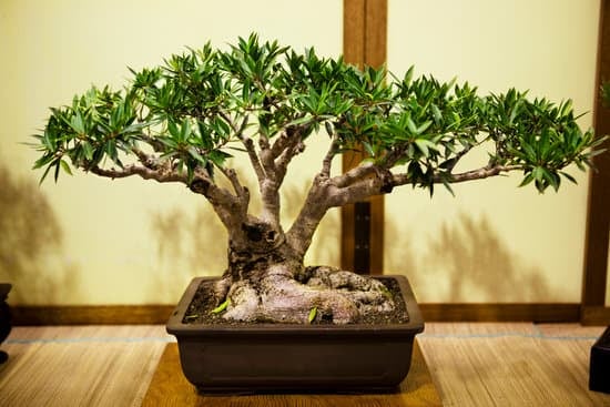 Quali Tipi Di Innesti Si Possono Fare Sui Bonsai 1 Scopri i diversi tipi di innesti che si possono fare sui bonsai per dar vita a creazioni uniche