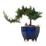 Coltivare un Bonsai di Quercia passo dopo passo per un risultato sorprendente