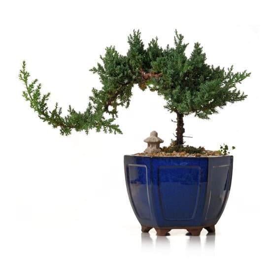 Coltivare un Bonsai di Quercia passo dopo passo per un risultato sorprendente