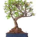 Quando Dare Forma.Al Bonsai Scopri quando dare forma al bonsai per mantenerlo sano e armonioso
