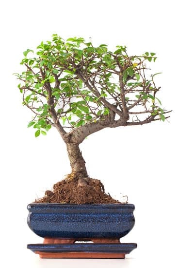 Scopri quando dare forma al bonsai per mantenerlo sano e armonioso
