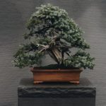 Qual E' Il Significato Letterale Della Parola Bonsai albero in vaso con forme ridotte
