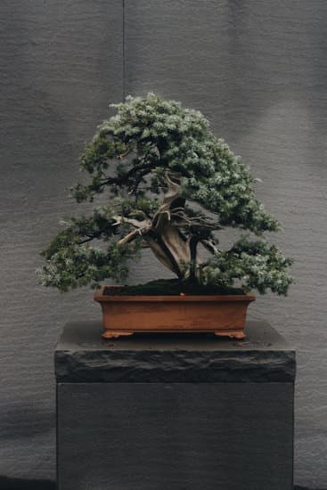 Qual E' Il Significato Letterale Della Parola Bonsai 1 albero in vaso con forme ridotte