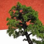 Guida pratica su come potare il tuo bonsai per una crescita sana e armoniosa