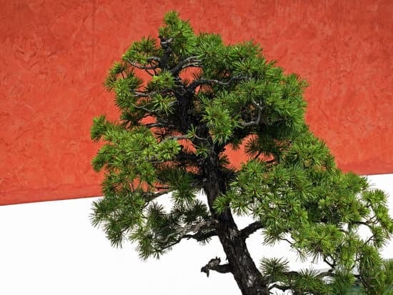 Guida pratica su come potare il tuo bonsai per una crescita sana e armoniosa