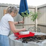 Quante Volte Annaffiare Bonsai guida pratica e consigli utili per la cura delle piante in vaso